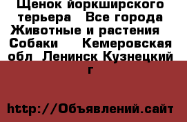 Щенок йоркширского терьера - Все города Животные и растения » Собаки   . Кемеровская обл.,Ленинск-Кузнецкий г.